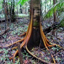 Tree with orange roots